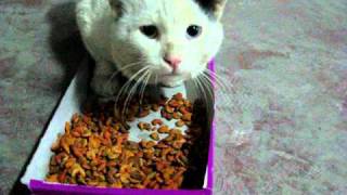 Hungry street cat eating and making funny noises at the same time [upl. by Dranyer]