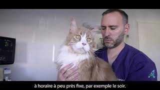 Comment mesurer la fréquence respiratoire chez le chat [upl. by Pember]