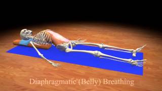 Diaphragmatic Belly Breathing [upl. by Aietal]