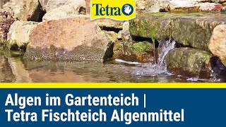 Algen im Gartenteich bekämpfen  Tetra Fischteich Algenmittel [upl. by Mallissa585]