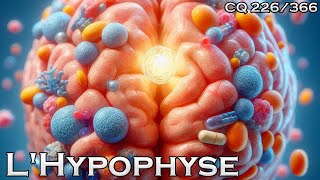 Anatomie de lhypophyse  CQ226 [upl. by Riva]