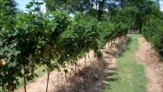 How To Trellis Blackberries and Raspberries [upl. by Corwin]