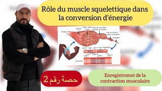 Rôle du muscle squelettique strie dans la conversion d’énergie [upl. by Ihsorih281]