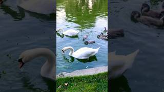 The swan family Arent they beautiful swan lovebirds ytshorts travel 🥰 [upl. by Neille]