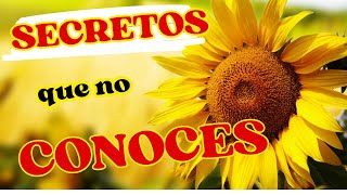 Los científicos NO quieren que sepas esto USOS y PROPIEDADES del girasol [upl. by Heron]