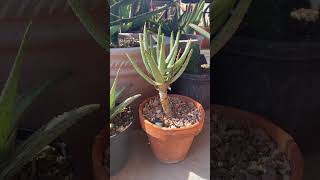 Aloe Hyrbids Barberae plus Dichotoma equals Aloe Hercules [upl. by Nalyac]