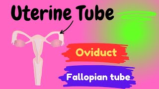 Uterine Tube  Tubal blockage  Tubal pregnancy [upl. by Diandre]