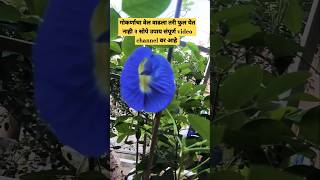 Aparajita plant Careगोकर्णाचा वेल वाढला तरी फुल येत नाही २ सोपे उपायshortsfeed shorts gardening [upl. by Nhtanhoj]