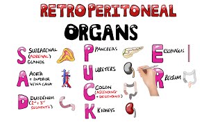 SAD PUCKER Retroperitoneal Organs Mnemonic  SAD PUCKER Mnemonic in 1 Minute with pictures [upl. by Hackney]