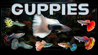 Best Guppies for your Aquarium and Guppy Fish Varieties – Guppy Beginners Welcome [upl. by Combes]