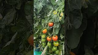 The first harvest ot the Gardeners Delight tomatoes [upl. by Obla]