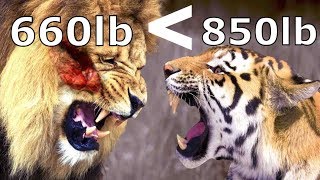 Compare Barbary Lion amp Siberian Tiger  Who Would Be Stronger   Animal Fact [upl. by Deth445]