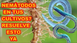 NEMÁTODOS EN TUS PLANTAS❓❓❓ VE ESTE VIDEO Y SABRÁS QUÉ HACER PARA RESOLVERLO 💯 [upl. by Eugene]