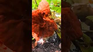 Строчок пучковый Gyromitra fastigiata short shorts [upl. by Valonia]