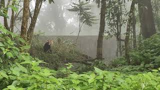 Adorable Red Panda of Padmaja Naidu Himalayan Zoological Park Darjeeling  A Rare Himalayan Treasure [upl. by Oisor141]