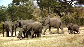 Kruger National Park A Wildlife Wonderland [upl. by Anayeek]