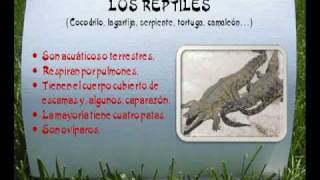 LOS ANIMALES VERTEBRADOSMPG [upl. by Nunci987]