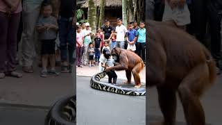 Two babies and orangutans fight giant snake [upl. by Wesla]