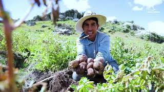 lA ASOCIACIÓN PARA EL DESARROLLO LAS BAMBAS INFORMA COTABAMBAS TAMBOBAMBA CHALLHUAHUACHO HAQ… [upl. by Brit]