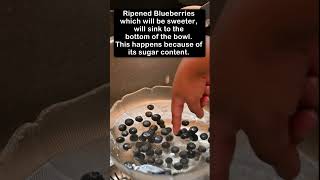 Sweet vs Sour Blueberries Sinking vsFloating in Water embershorts blueberries kitchenhacks [upl. by Apeed629]