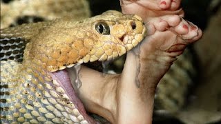 Python eats drunk man alive on discovery [upl. by Naitirb]