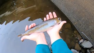 Fall 2024 Multispecies Creek Fishing in Eastern Pennsylvania [upl. by Nageem]