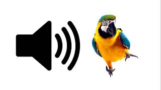 Parrot  Sound Effect  ProSounds [upl. by Nohsyt815]