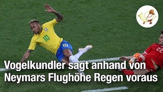 Vogelkundler sagen anhand von Neymars Flughöhe Regen voraus Sportillon WM News [upl. by Yekram]