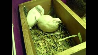 My Quails Laying Eggs amp Mating [upl. by Roots170]