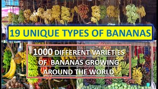 19 UNIQUE TYPES OF BANANAS DIFFERENT VARIETIES OF BANANAS [upl. by Esila]