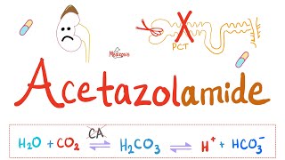 Diuretics  Carbonic Anhydrase Inhibitors  Acetazolamide  Pharmacology Series [upl. by Lyrahs337]