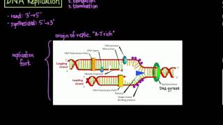 DNA Replication [upl. by Dever]