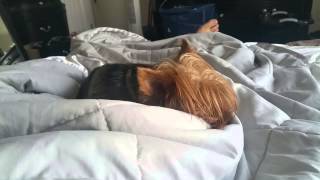 yorkie barking in sleep [upl. by Rabjohn662]