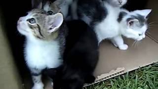 10 Kittens 1st Day Outside  Cute Cats Playing  Adorable Animals [upl. by Anica]