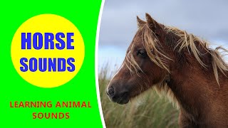 Horse Sounds  Learn Animal Sounds shorts horse [upl. by Macmahon]