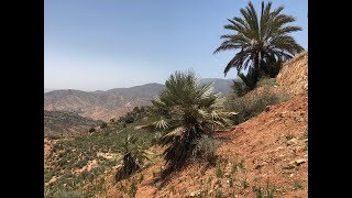 Chamaerops cerifera and Phoenix dactylifera in the Atlas Mountains Morocco [upl. by Attiuqihc]