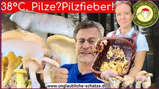 Pilze im September  Pilze suchen bei 38°C  Pilzfieber und voller Korb Pilze sammeln 2024 [upl. by Christmann]