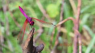 CAPUNG merah liar  Red grasshopper wild [upl. by Nuawed]