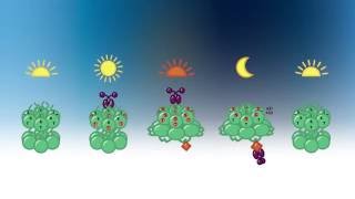 Cyanobacterial Circadian Oscillator Animation [upl. by Demb]