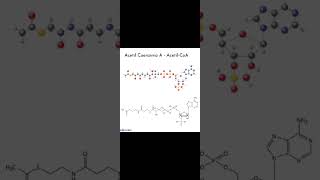 ciclo de kreps ACETIL CoA a CITRATO [upl. by Savina]