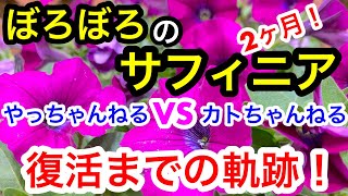 『サフィニア復活までの奇跡❗️』やっちゃんねるVSカトちゃんねる！驚愕の結末とは⁉️ [upl. by Ahseim]