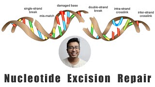 Nucleotide Excision Repair Explained for Medical Students [upl. by Notniw]