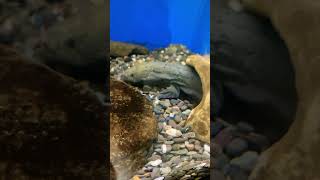 Anyone know what this hellbender is doing this for hellbender aquatic tank water [upl. by Sirob]