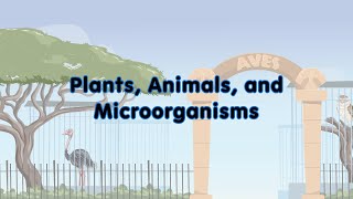 Plants Animals and Microorganisms [upl. by Rollecnahc]