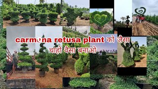 Carmona retusa पौधा एक बार लगाओ फिर अपने गार्डन को जैसा चाहो वैसा बनाओ [upl. by Leanna]