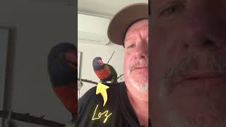 Meet Loz  my sometime cohost lorikeet parrotvideo parrotlover [upl. by Entwistle]