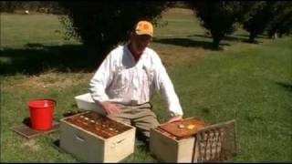 Destroying bee colonies with soapy water [upl. by Cassandry817]