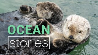 Decoding Cute Sea Otter Behaviour  Ocean Stories [upl. by Nyluqcaj]