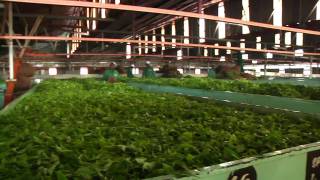 Kenya Sustainable Tea Production [upl. by Finella]