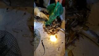 Crab vs Shrimp and Fish fishingvn88 fishingvideo fish shrimp crab [upl. by Serg]